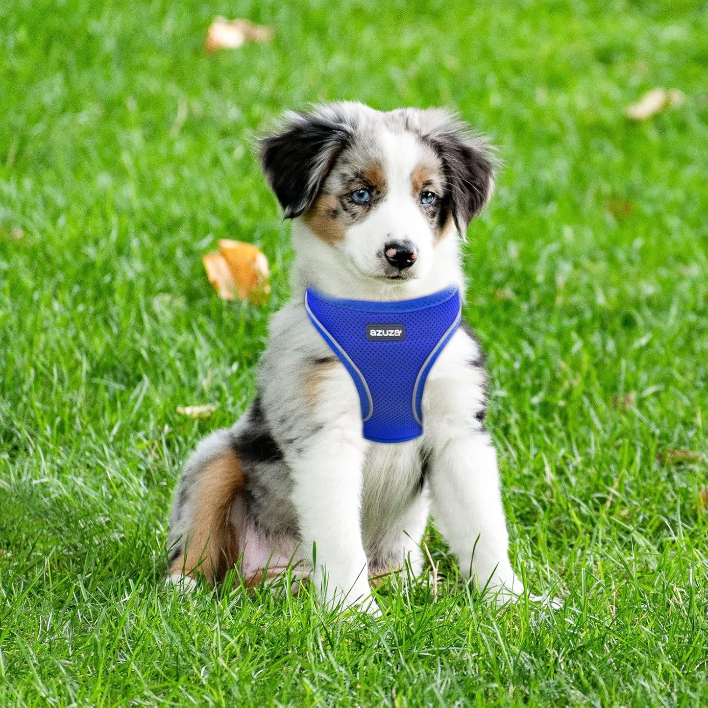 Dog Harness for Small Dogs No Pull Reflective Soft Mesh Dog Vest Step in Harness All Weather Comfort Small Dog Harnesses Royal Blue XS: 15"-17"