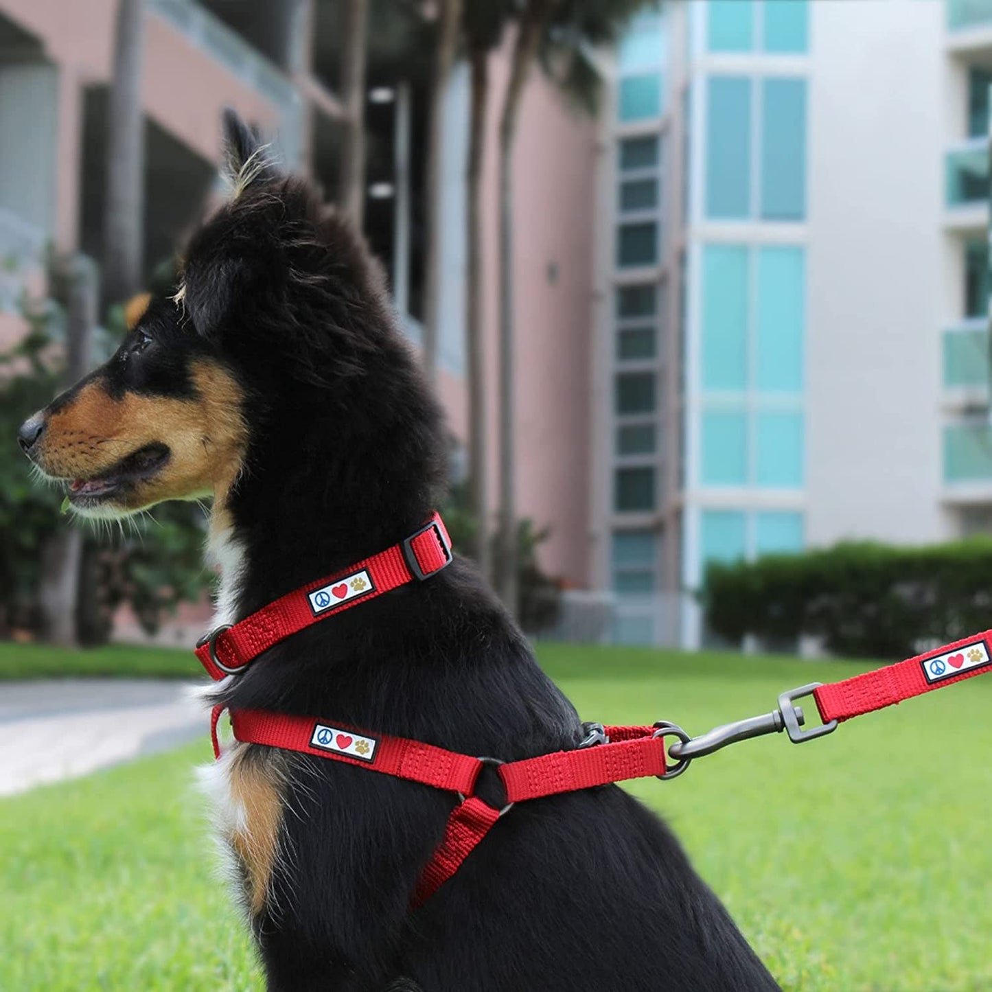 Dog Collar for Small Breeds - Adjustable, Heavy Duty, Waterproof with Quick-Release Buckle - Black
