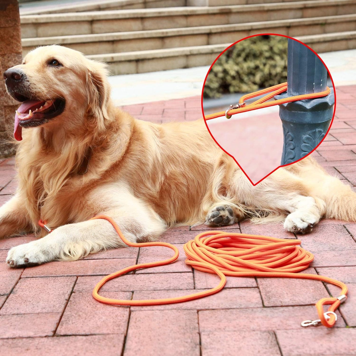 Check Cord Large,Medium Small Dogs/Puppy Obedience Recall Training Agility Lead - 15Ft 30Ft 50Ft Training Leash - Great for Training, Play, Camping, or Backyard Black 50 Feet